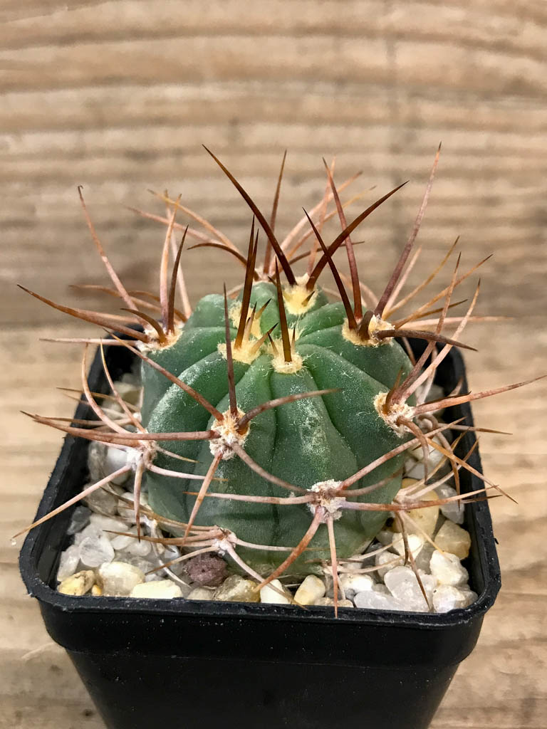 SHPR8300 Denmoza rhodacantha - Image 5