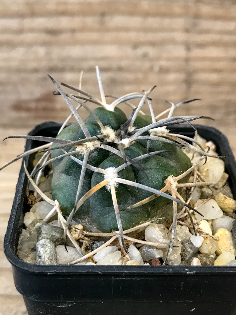 SHPR8301 Gymnocalycium schmidianum asperum, hard spines - Image 2