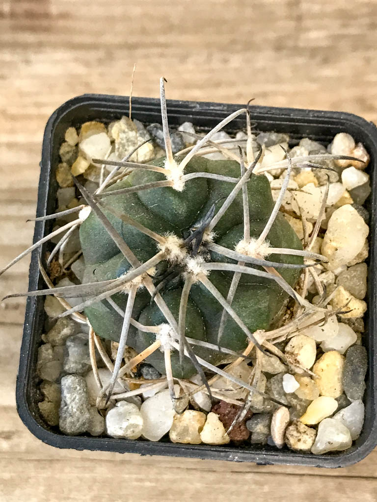 SHPR8301 Gymnocalycium schmidianum asperum, hard spines - Image 3