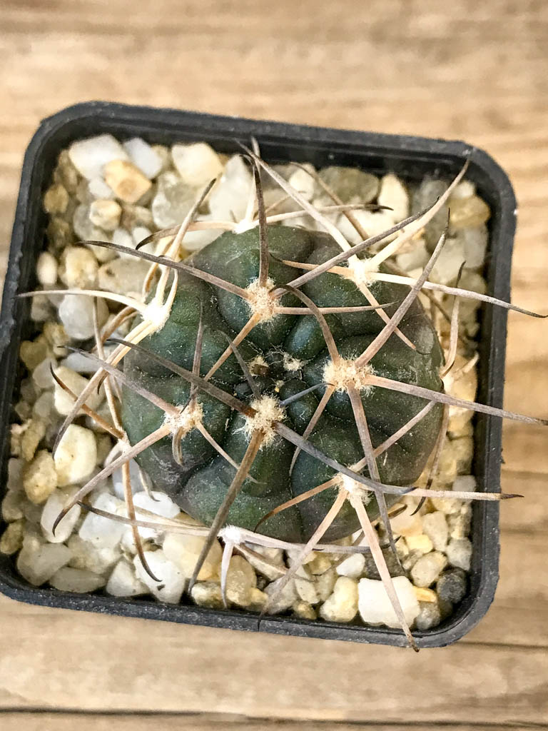 SHPR8301 Gymnocalycium schmidianum asperum, hard spines