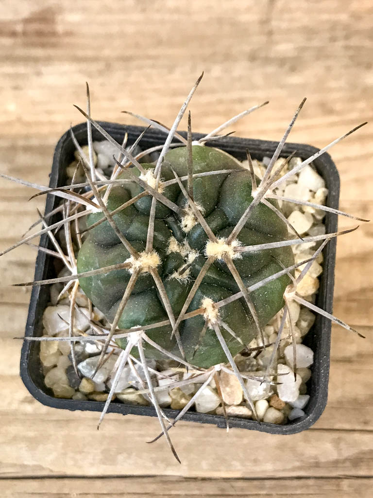 SHPR8301 Gymnocalycium schmidianum asperum, hard spines - Image 5