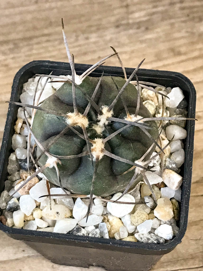 SHPR8301 Gymnocalycium schmidianum asperum, hard spines - Image 6