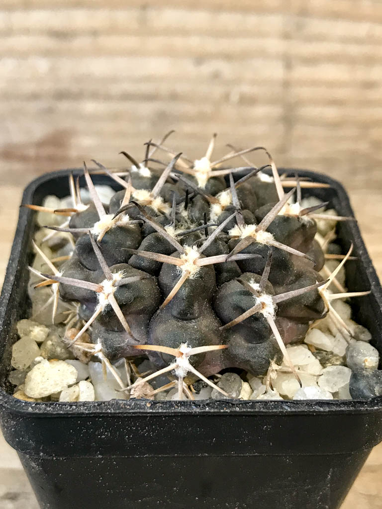 SHPR8304 Gymnocalycium marsoneri ssp., black spines - Image 2