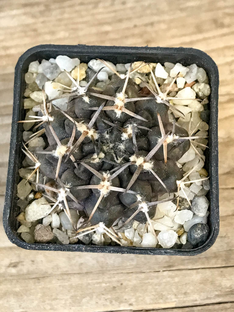 SHPR8304 Gymnocalycium marsoneri ssp., black spines