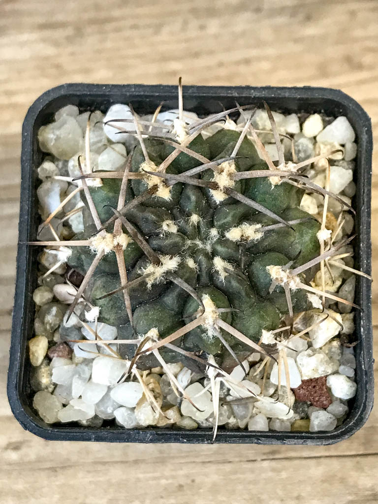 SHPR8304 Gymnocalycium marsoneri ssp., black spines - Image 4