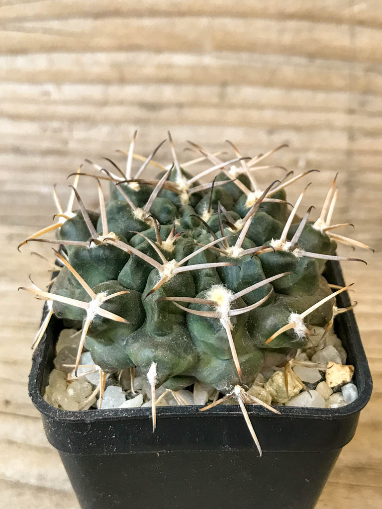 SHPR8305 Gymnocalycium marsoneri ssp., black spines - Image 2