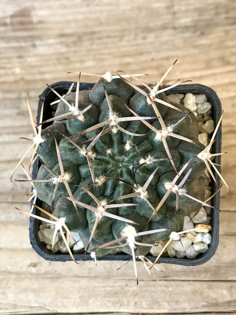 SHPR8305 Gymnocalycium marsoneri ssp., black spines