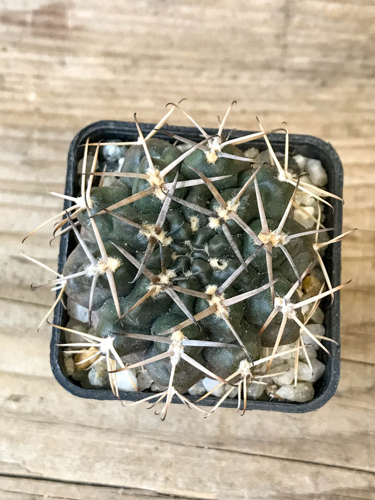 SHPR8305 Gymnocalycium marsoneri ssp., black spines - Image 4