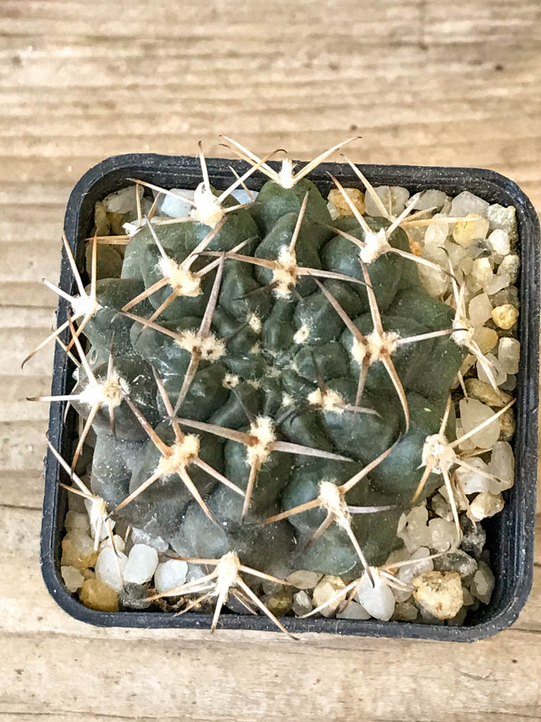 SHPR8305 Gymnocalycium marsoneri ssp., black spines - Image 5