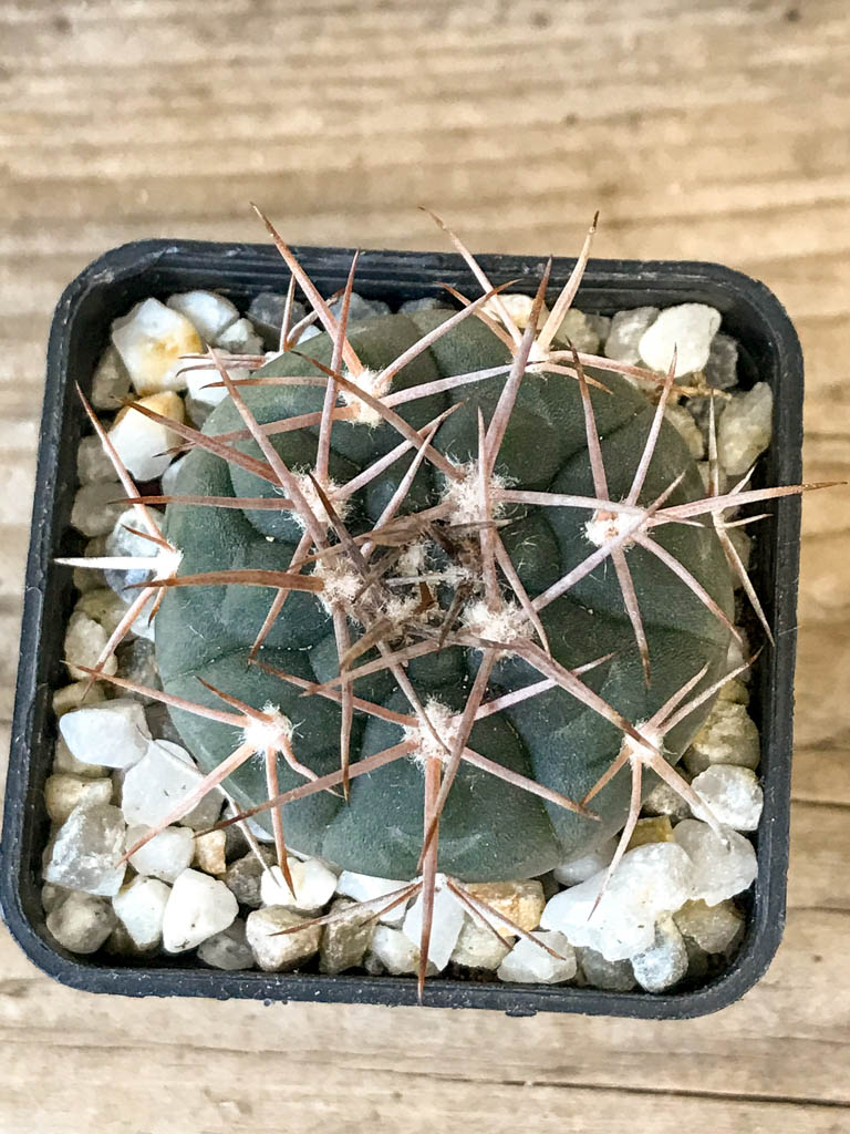 SHPR8306 Gymnocalycium hossei MT 14-630, La Rioja, Argentina – Image 3
