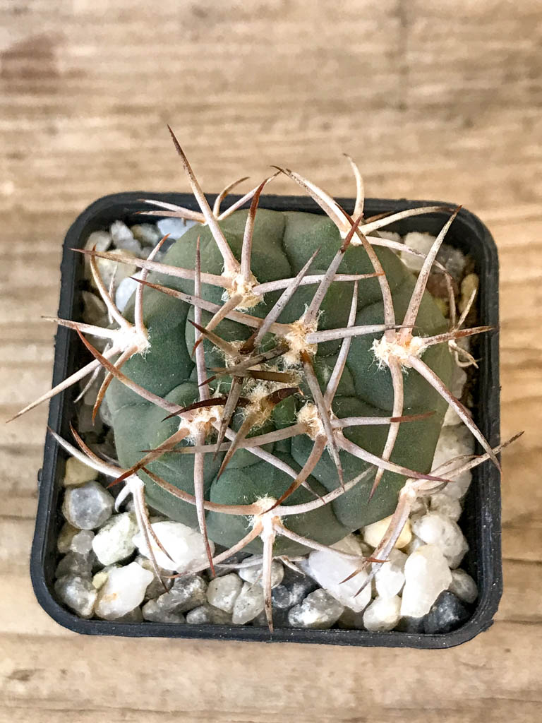 SHPR8306 Gymnocalycium hossei MT 14-630, La Rioja, Argentina – Image 4
