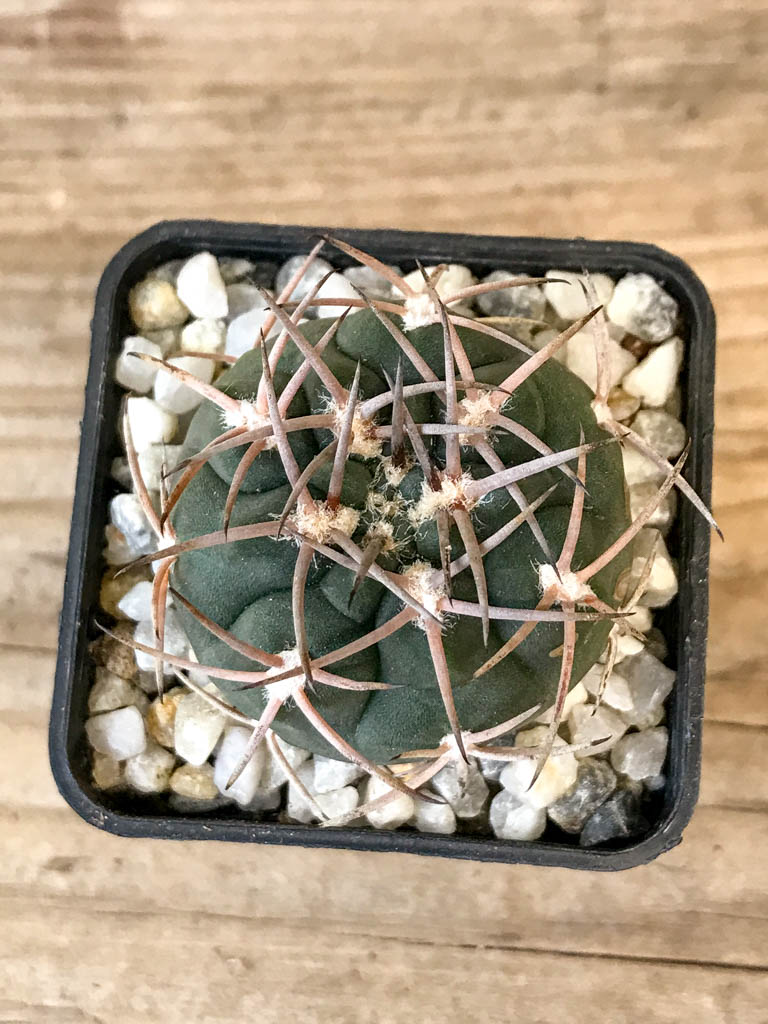 SHPR8306 Gymnocalycium hossei MT 14-630, La Rioja, Argentina – Image 5