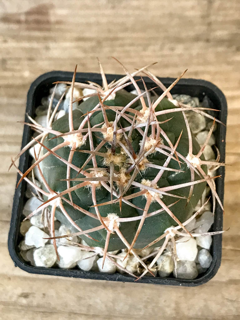 SHPR8306 Gymnocalycium hossei MT 14-630, La Rioja, Argentina – Image 6