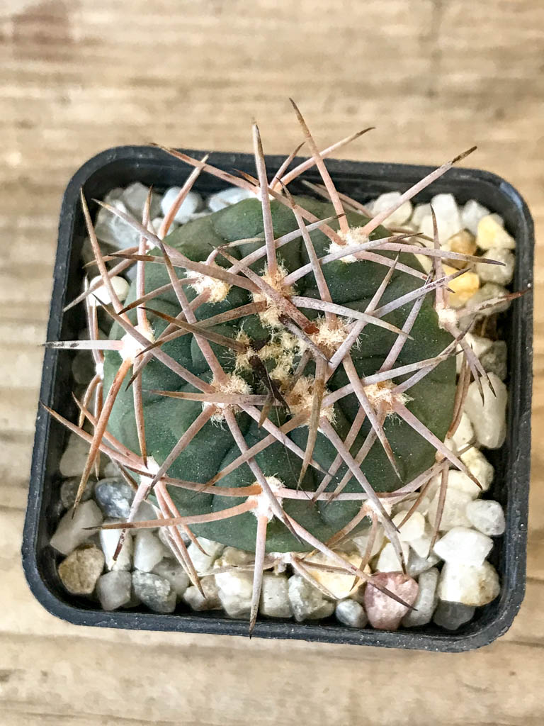SHPR8306 Gymnocalycium hossei MT 14-630, La Rioja, Argentina – Image 7