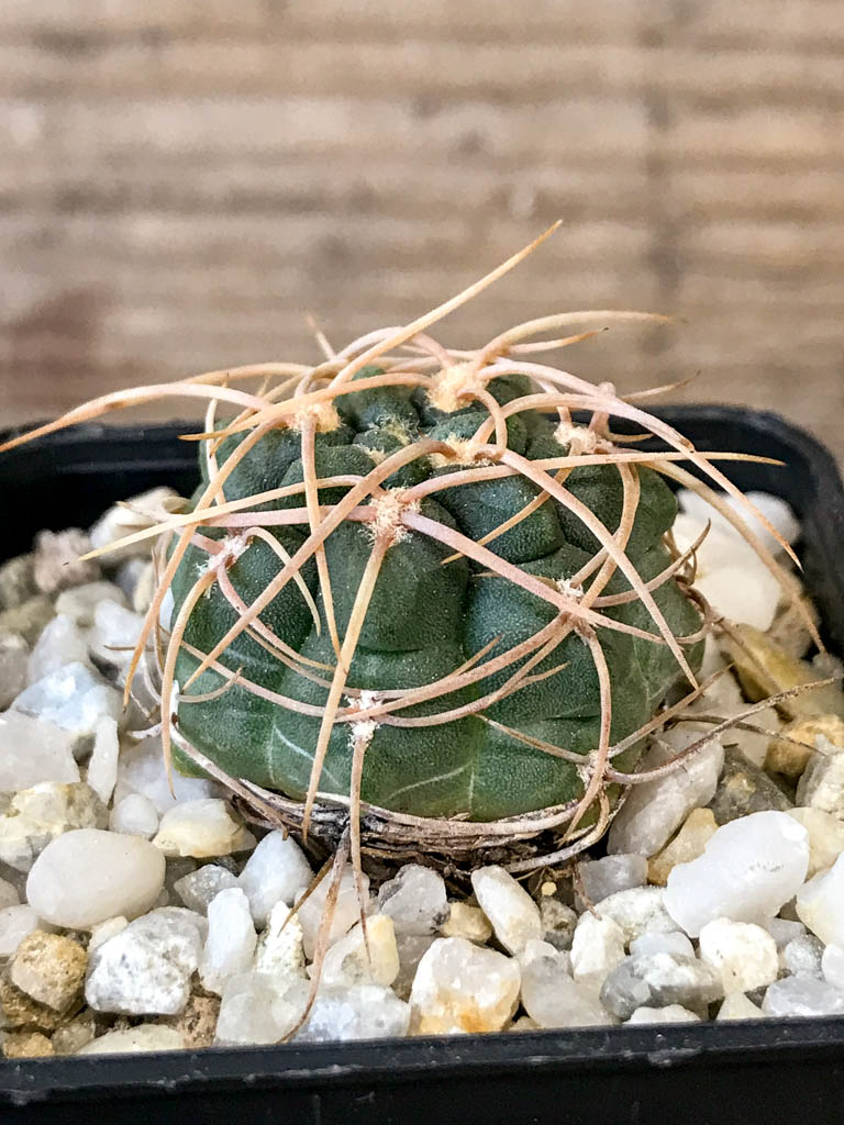 SHPR8308 Gymnocalycium ritterianum, La Rioja, Argentina - Image 2