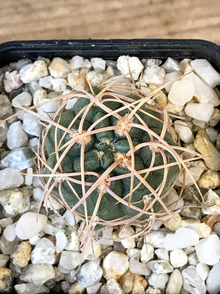 SHPR8308 Gymnocalycium ritterianum, La Rioja, Argentina - Image 3