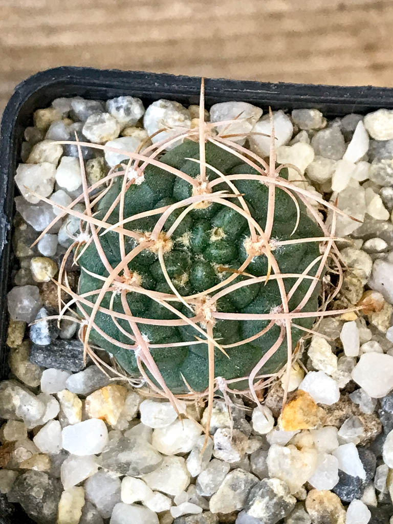 SHPR8308 Gymnocalycium ritterianum, La Rioja, Argentina - Image 4