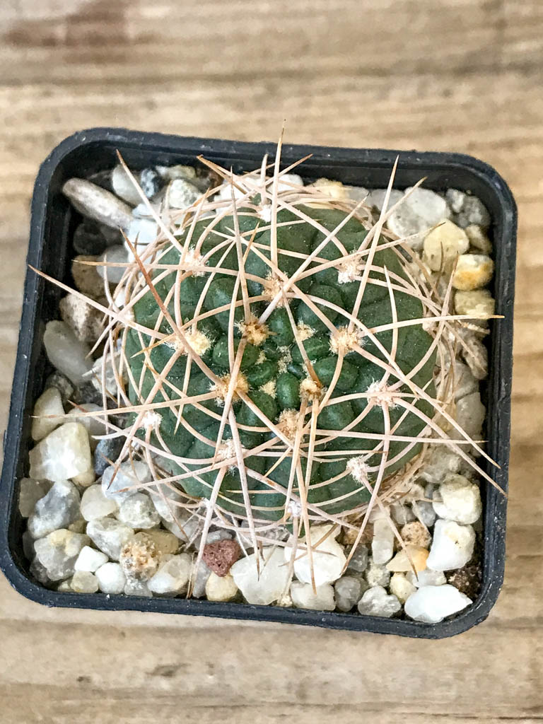SHPR8308 Gymnocalycium ritterianum, La Rioja, Argentina
