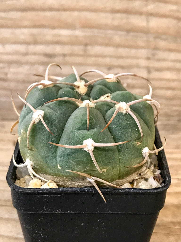 SHPR8312 Gymnocalycium bayrianum - Image 2