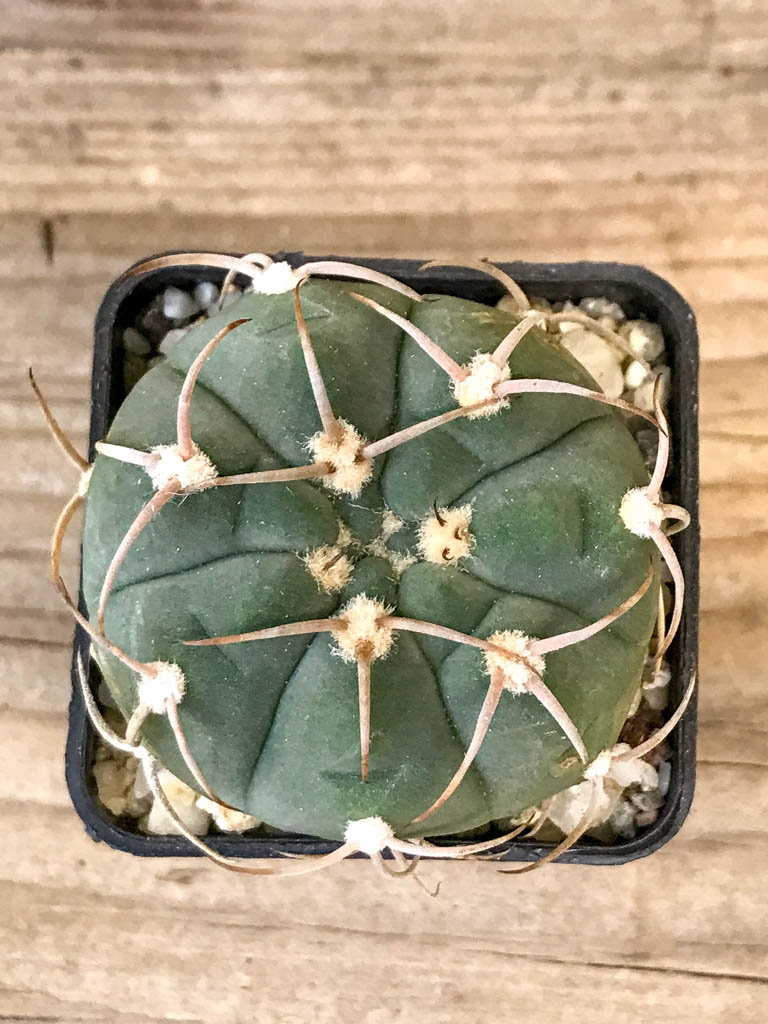 SHPR8312 Gymnocalycium bayrianum