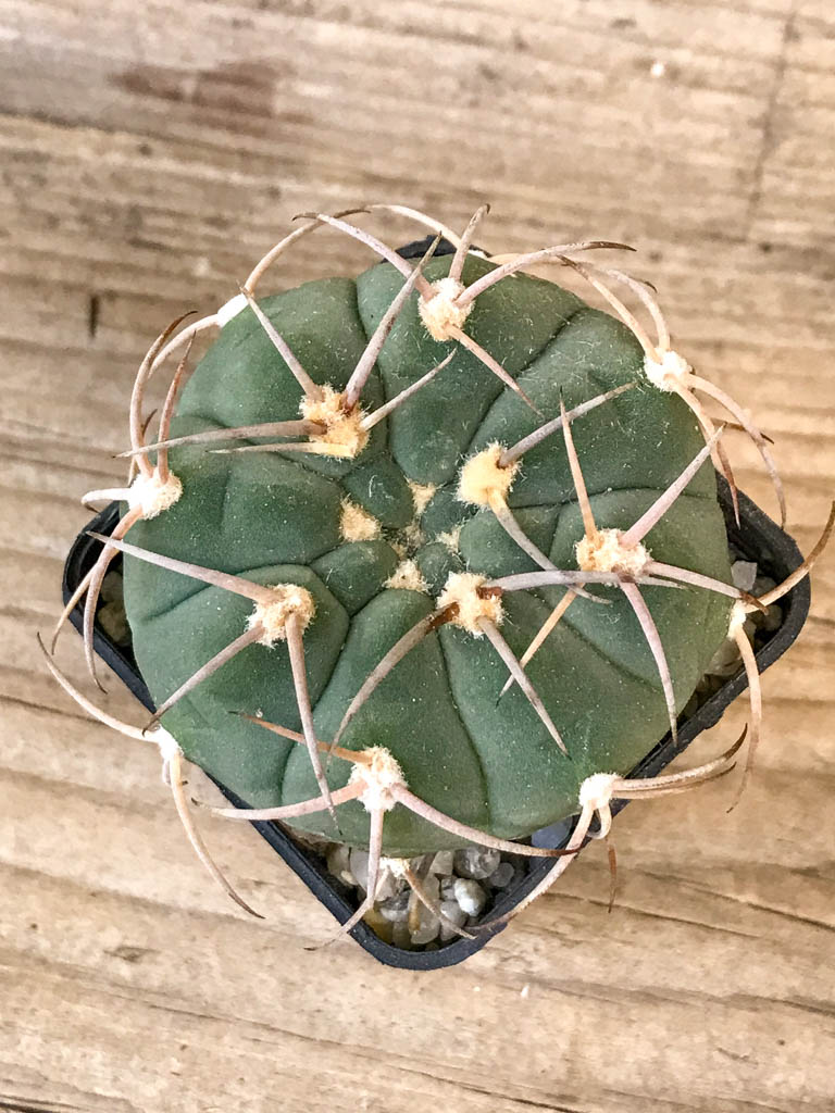SHPR8312 Gymnocalycium bayrianum - Image 3