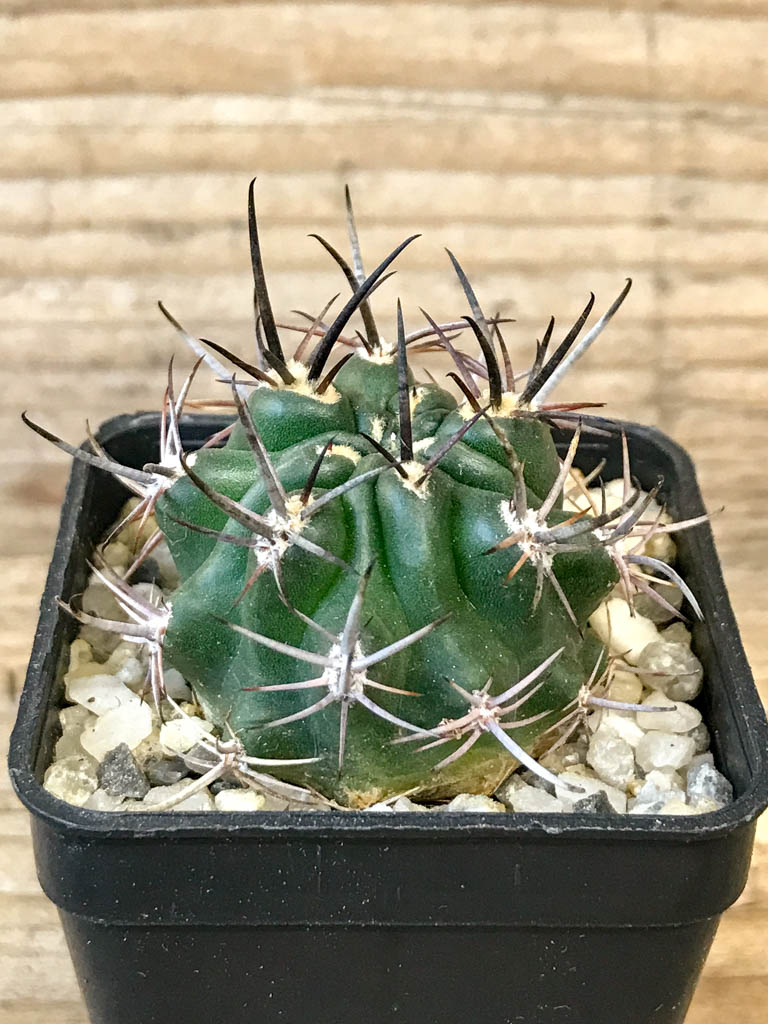 SHPR8313 Pyrrhocactus strausianus JPR 79/177 Puelen, La Plata, Argentina - Image 2