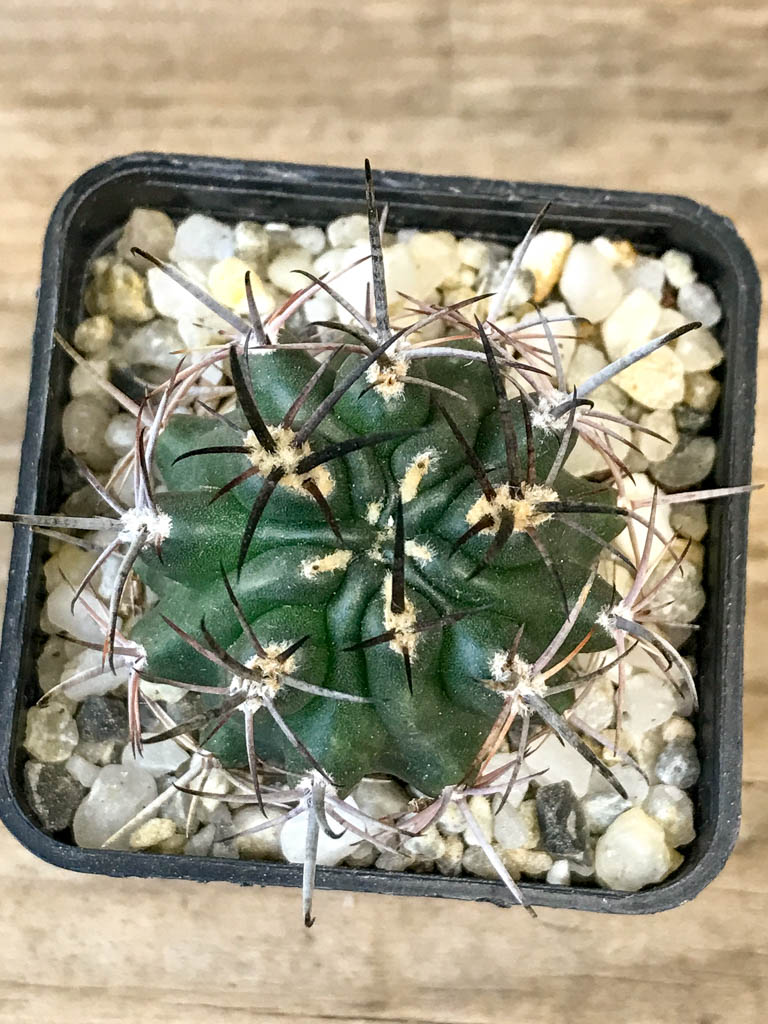 SHPR8313 Pyrrhocactus strausianus JPR 79/177 Puelen, La Plata, Argentina