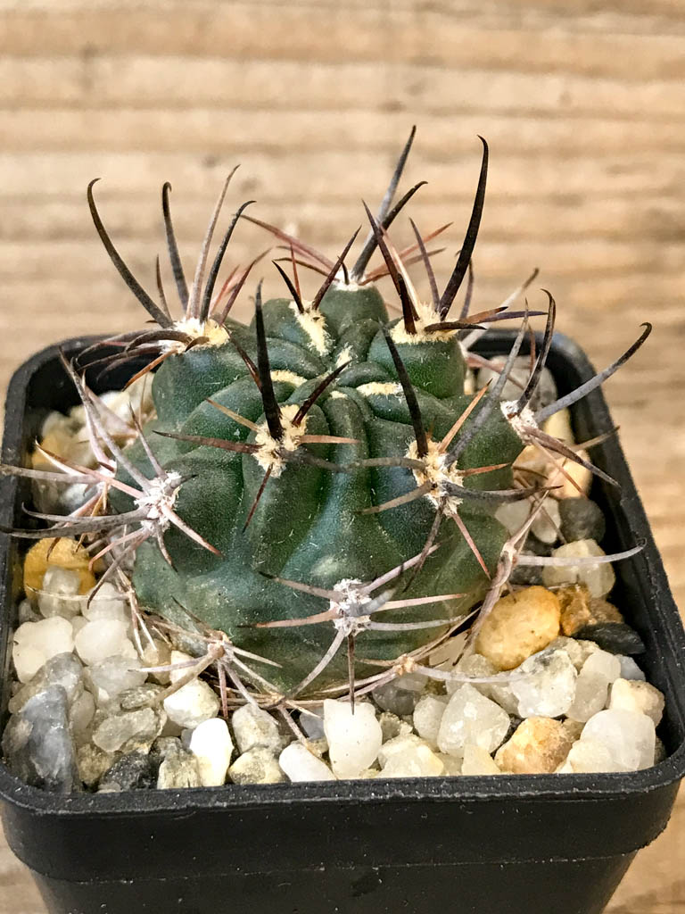 SHPR8313 Pyrrhocactus strausianus JPR 79/177 Puelen, La Plata, Argentina - Image 3