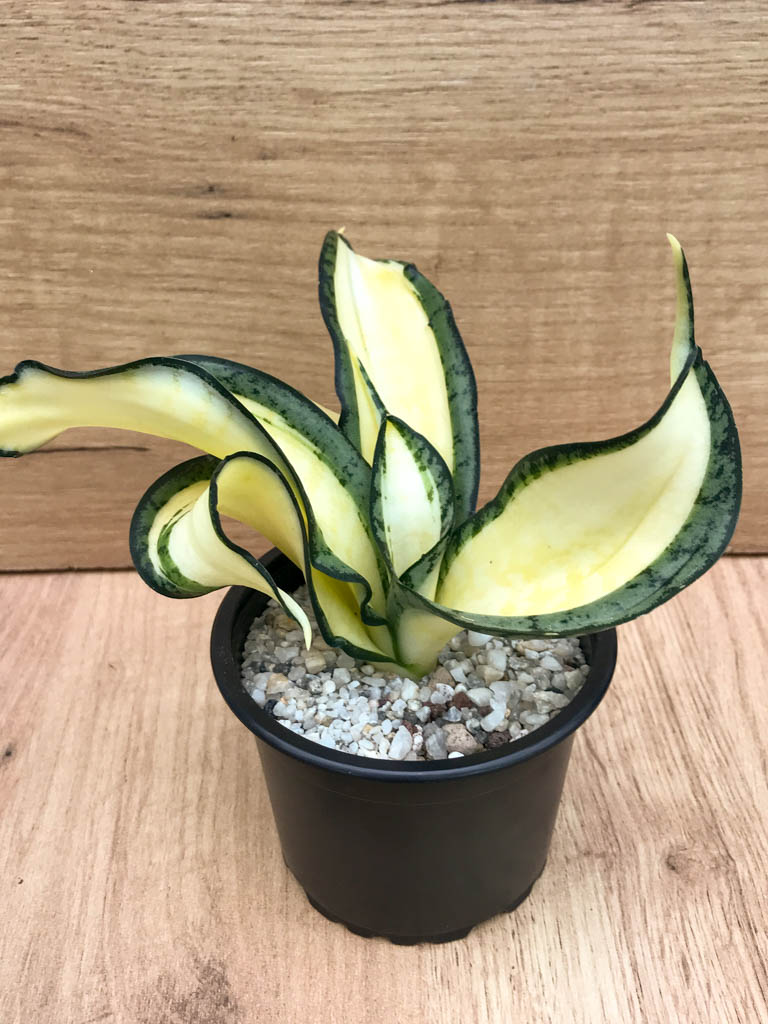 SHPR8314 Sansevieria ‘Golden Wendy’ - Image 2