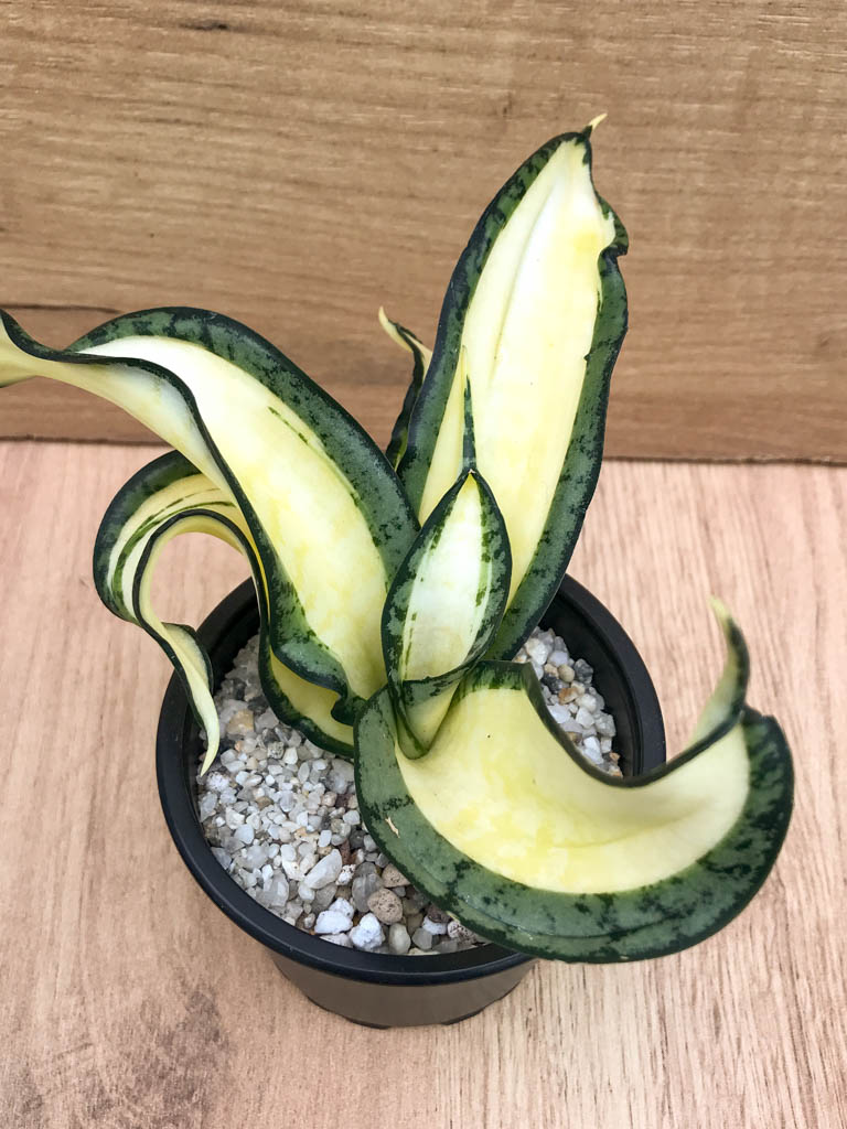 SHPR8314 Sansevieria ‘Golden Wendy’
