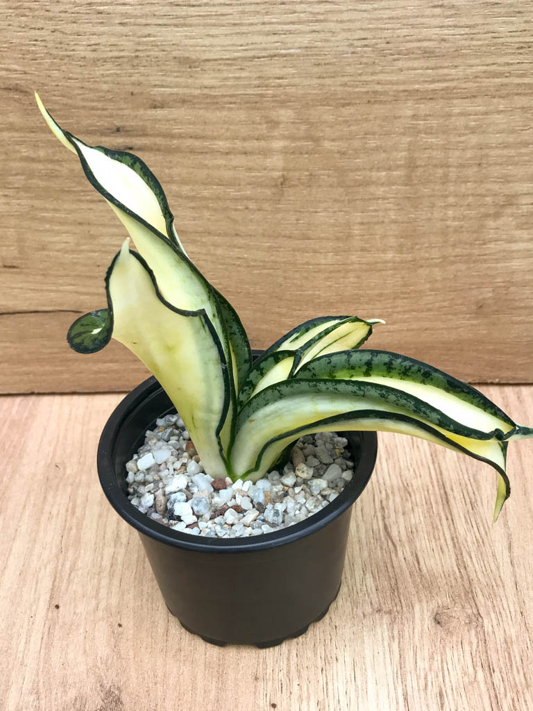 SHPR8314 Sansevieria ‘Golden Wendy’ - Image 4