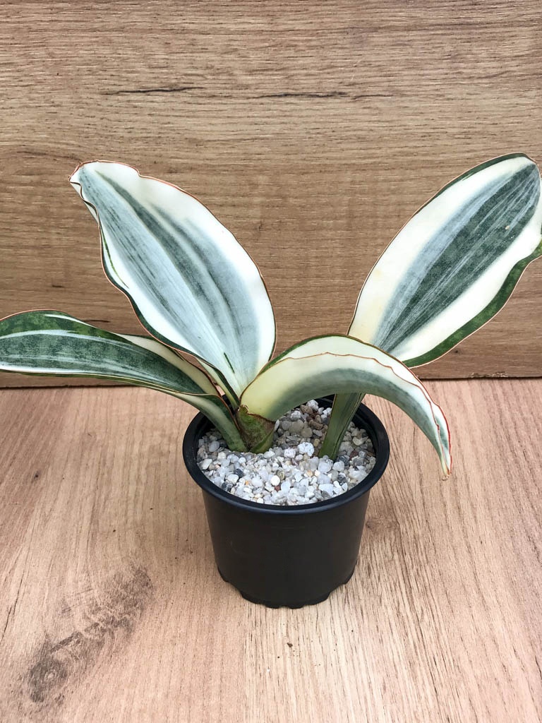 SHPR8316 Sansevieria ‘Masoniana’ variegated - Image 2