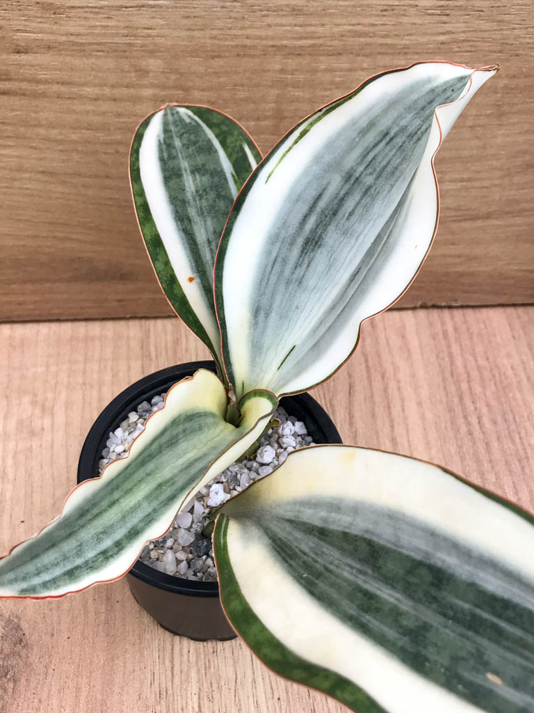 SHPR8316 Sansevieria ‘Masoniana’ variegated