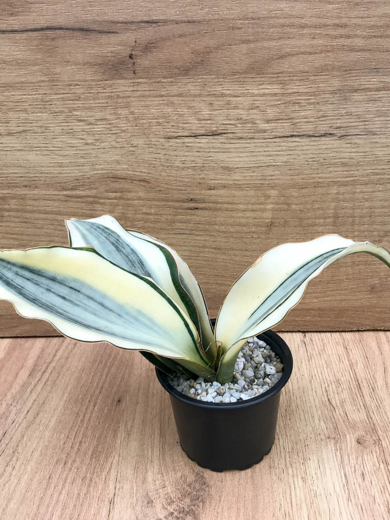 SHPR8318 Sansevieria ‘Masoniana’ variegated - Image 2