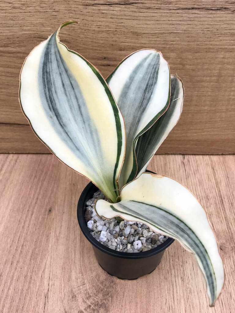 SHPR8318 Sansevieria ‘Masoniana’ variegated