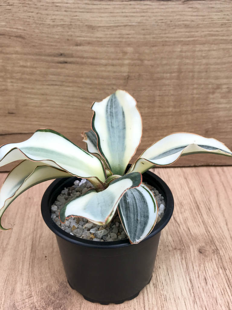 SHPR8319 Sansevieria ‘Masoniana’ variegated - Image 2