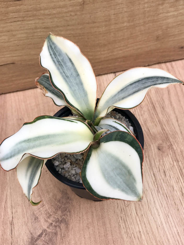 SHPR8319 Sansevieria ‘Masoniana’ variegated