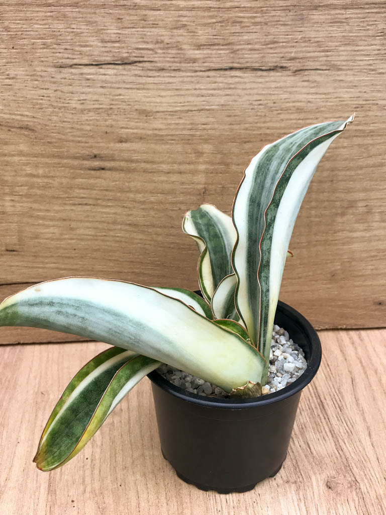 SHPR8319 Sansevieria ‘Masoniana’ variegated - Image 4