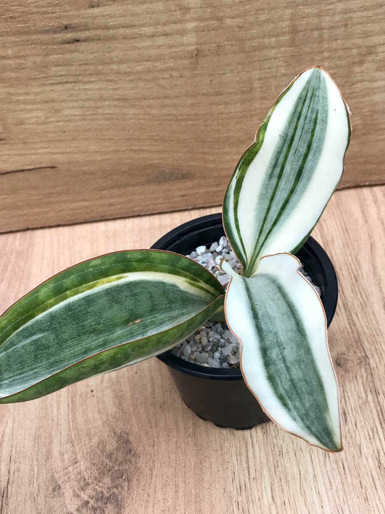 SHPR8320 Sansevieria ‘Masoniana’ variegated - Image 2