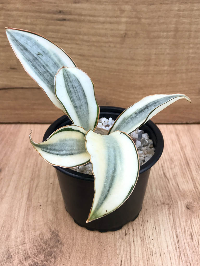 SHPR8320 Sansevieria ‘Masoniana’ variegated