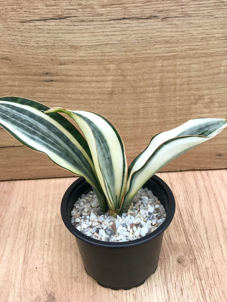 SHPR8320 Sansevieria ‘Masoniana’ variegated - Image 4