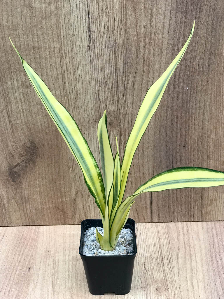 SHPR8321 Sansevieria trifasciata 'Golden Banner' mutation - Image 2