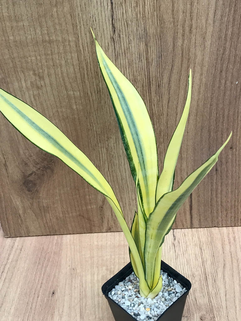 SHPR8321 Sansevieria trifasciata 'Golden Banner' mutation - Image 3