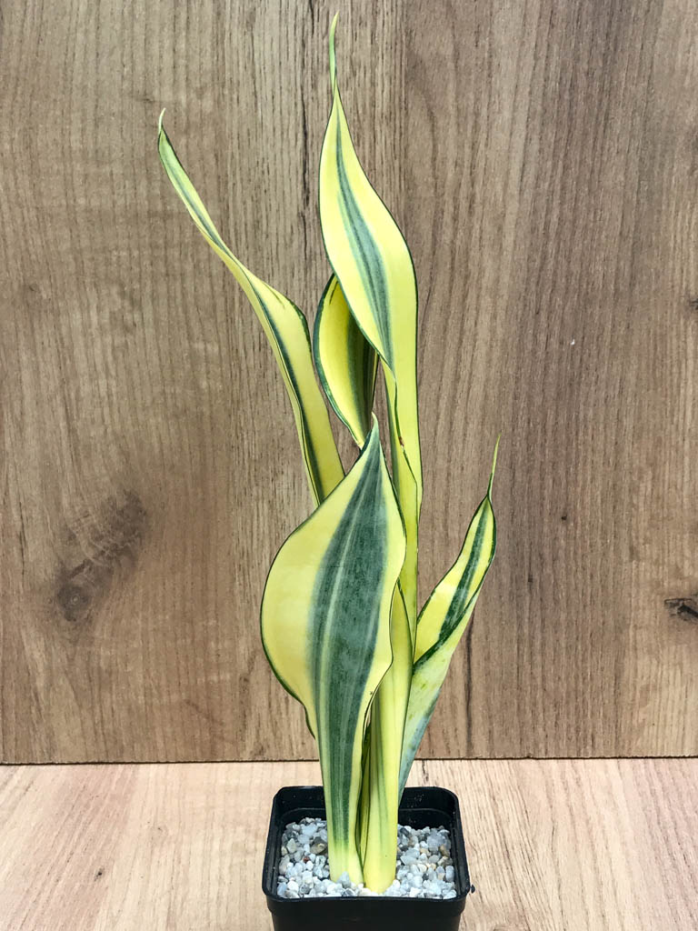 SHPR8321 Sansevieria trifasciata 'Golden Banner' mutation