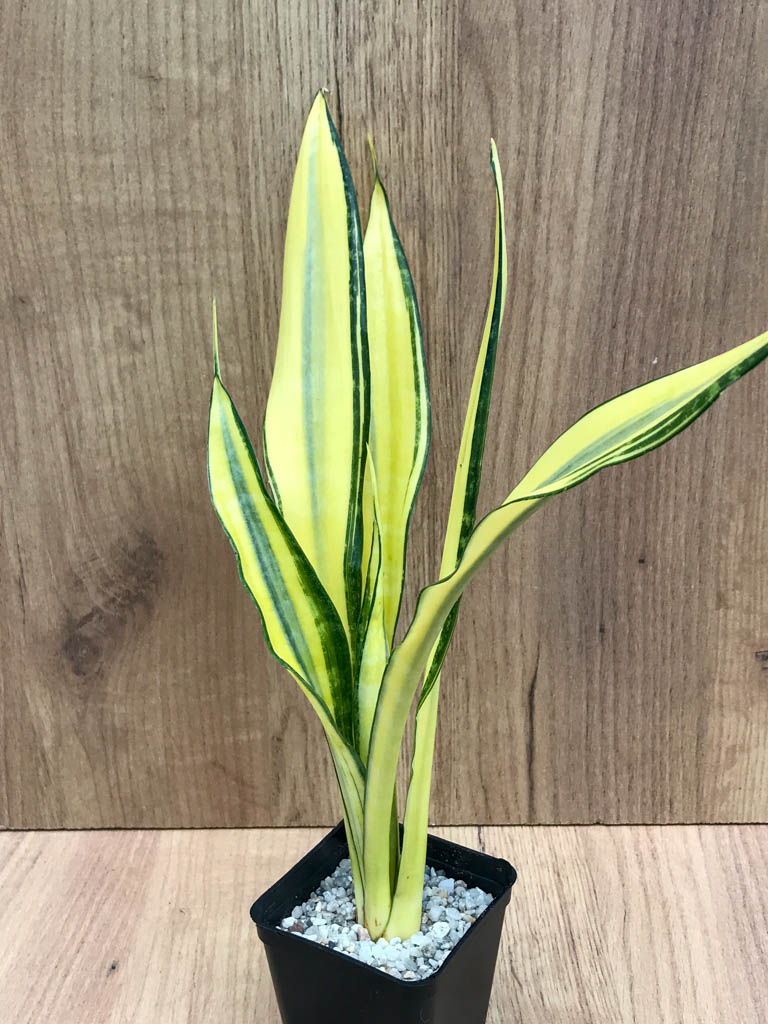 SHPR8321 Sansevieria trifasciata 'Golden Banner' mutation - Image 5