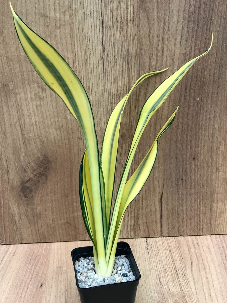 SHPR8321 Sansevieria trifasciata 'Golden Banner' mutation - Image 6