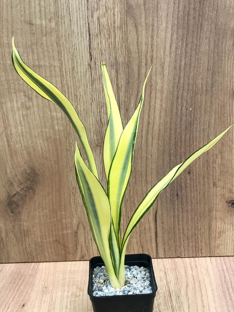 SHPR8322 Sansevieria trifasciata ‘Golden Banner’ mutation – Image 2