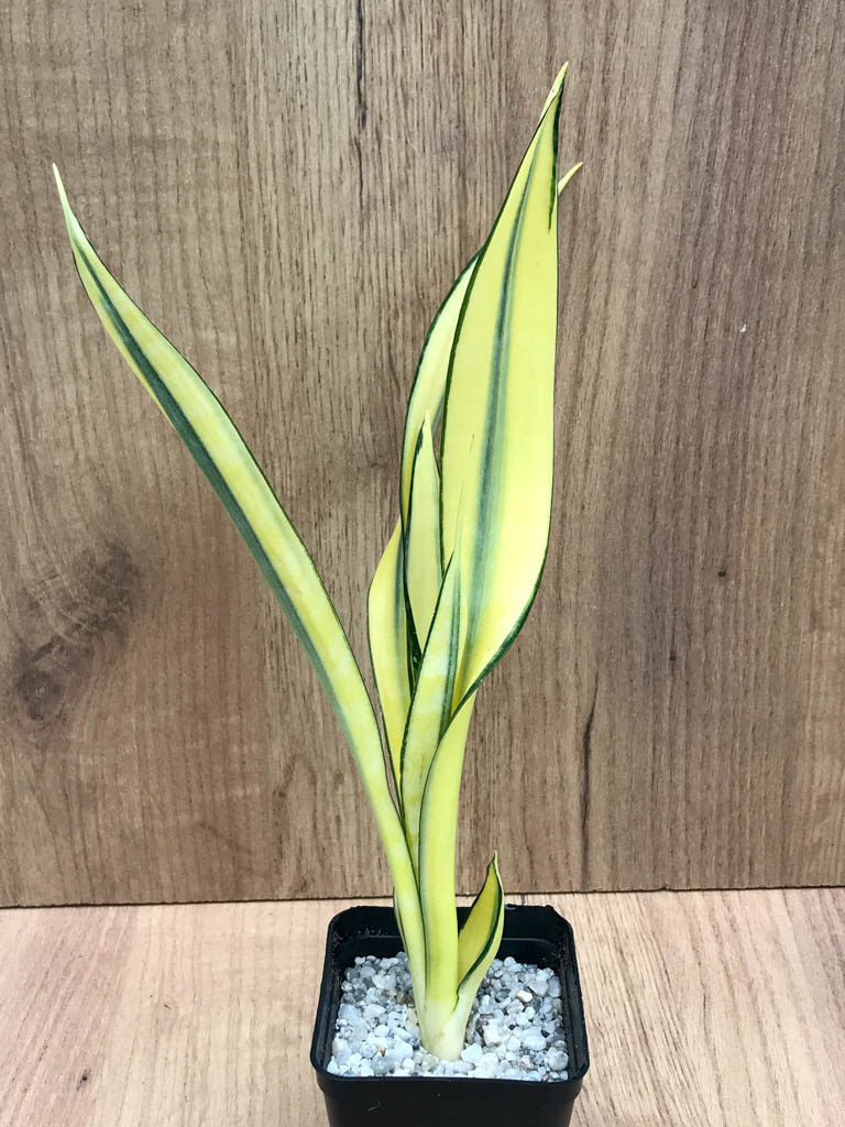 SHPR8322 Sansevieria trifasciata ‘Golden Banner’ mutation – Image 3