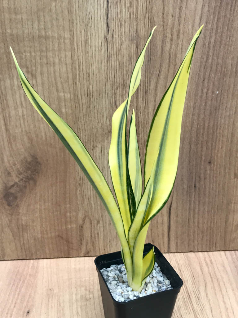 SHPR8322 Sansevieria trifasciata ‘Golden Banner’ mutation