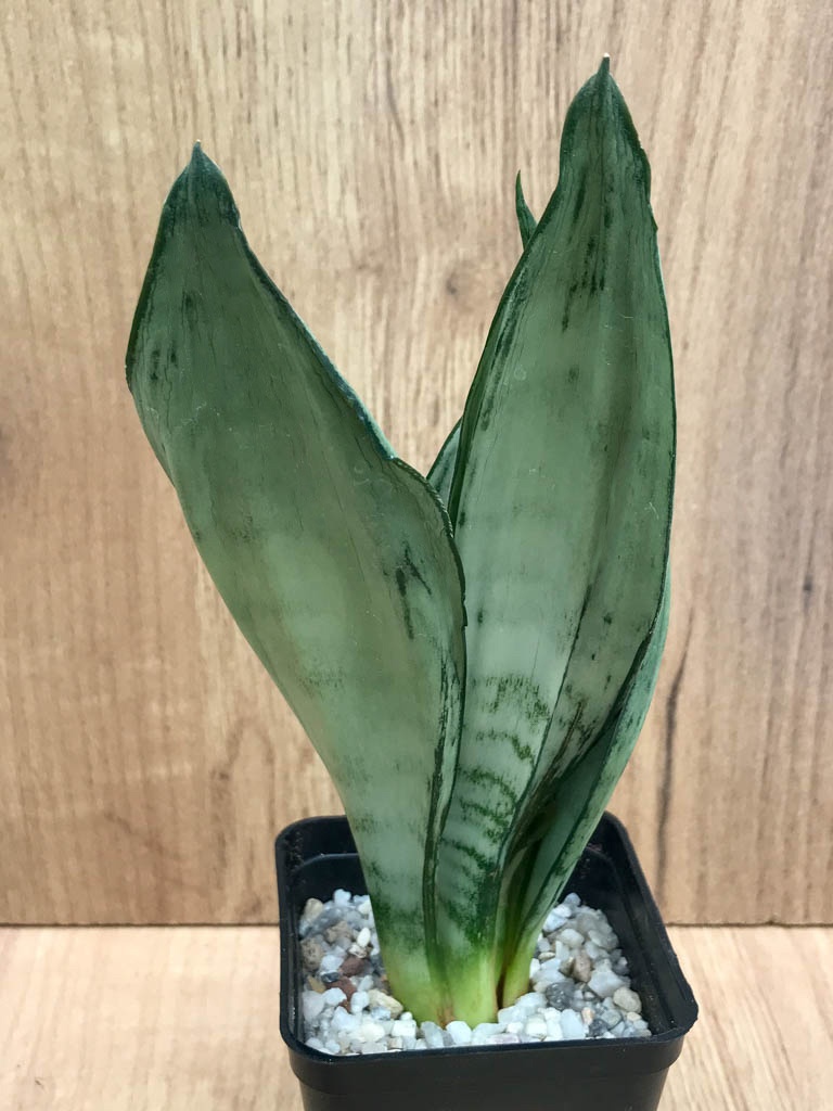 SHPR8323 Sansevieria trifasciata ‘Brazilian Moonshine’ - Obrázek 3